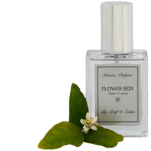  Interior Perfume Fig Leaf and Cedar