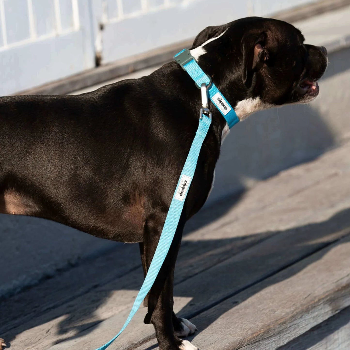 Dog Collar