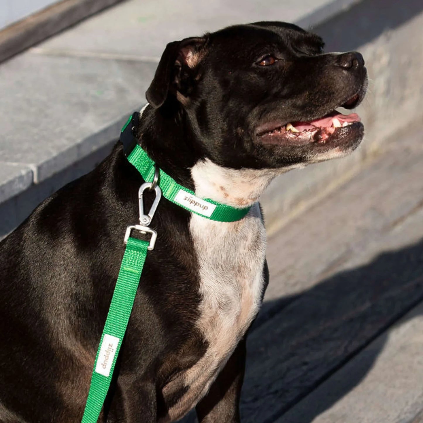 Dog Collar