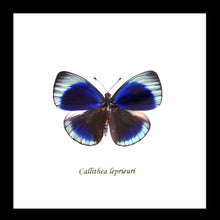  C.lepeuri butterfly