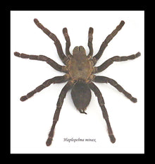  Haplopelma minax large