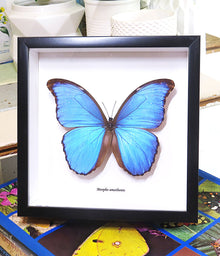  Morpho amathonte