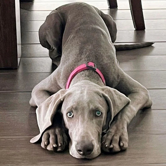 Dog Collar