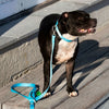 Dog Collar