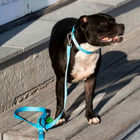 Dog Collar