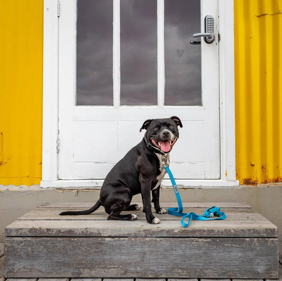 Dog Lead with Poo Bag Holder