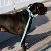 Dog Collar