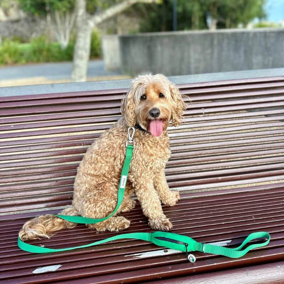 Dog Lead with Poo Bag Holder