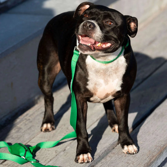 Dog Collar
