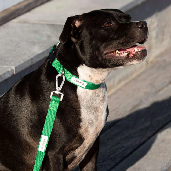 Dog Collar