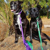Dog Lead with Poo Bag Holder
