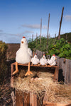 Henrietta the Hen Rattle