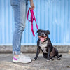 Dog Lead with Poo Bag Holder