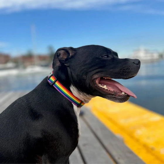 Dog Collar